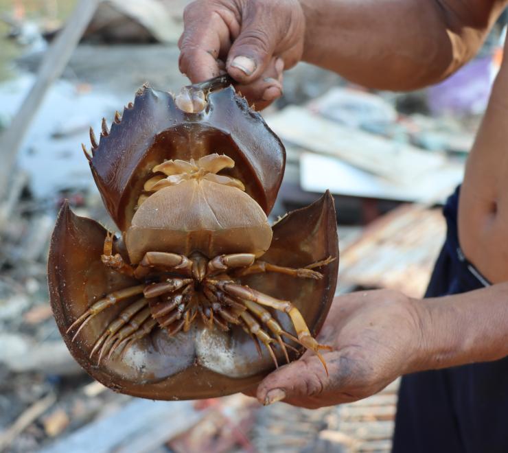 Animal in Coastal Area