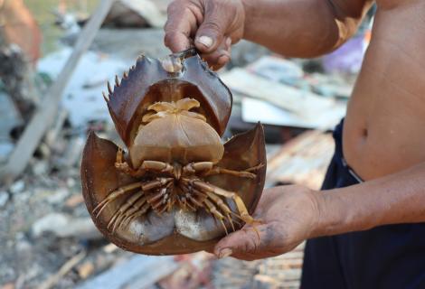 Animal in Coastal Area