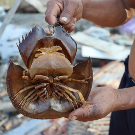 Animal in Coastal Area